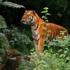 ����� �����