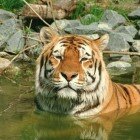 ����� �����