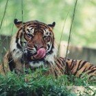 ����� �����