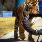 ����� �����