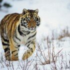 ����� �����