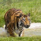 ����� �����