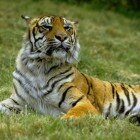 ����� �����