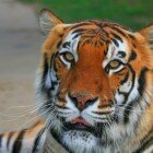 ����� �����