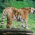 ����� �����