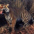 ����� �����