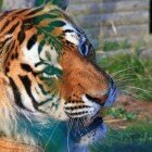 ����� �����