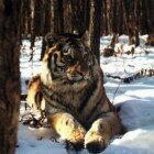 ����� �����