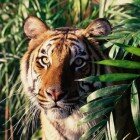 ����� �����