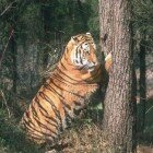 ����� �����