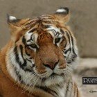 ����� �����