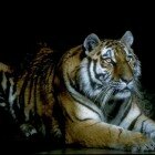 ����� �����