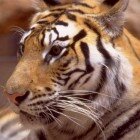 ����� �����