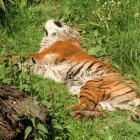 ����� �����