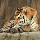 ����� �����