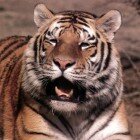 ����� �����