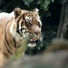 ����� �����