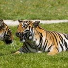 ����� �����