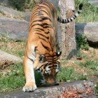 ����� �����