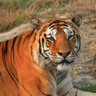 ����� �����