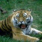 ����� �����