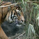 ����� �����