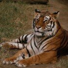 ���� �����