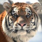 ����� �����