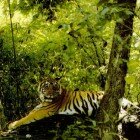 ����� �����