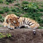 ����� �����