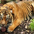 ����� �����