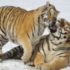 ����� �����