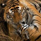 ������� � �������� � ����� �����