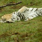 ����� �����