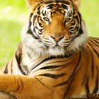 ����� �����