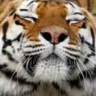 ����� �����