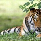 ����� �����