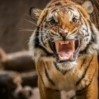 ����� �����