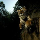 ����� �����