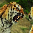 ����� �����