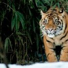 ����� �����