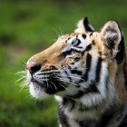 ����� �����