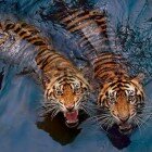 ����� �����