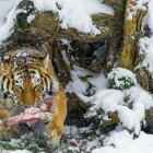 ����� �����