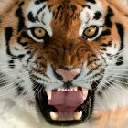 ����� �����