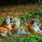 ����� �����