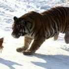 ����� �����