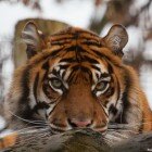 ����� �����