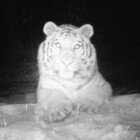 ����� �����