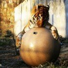 ����� �����